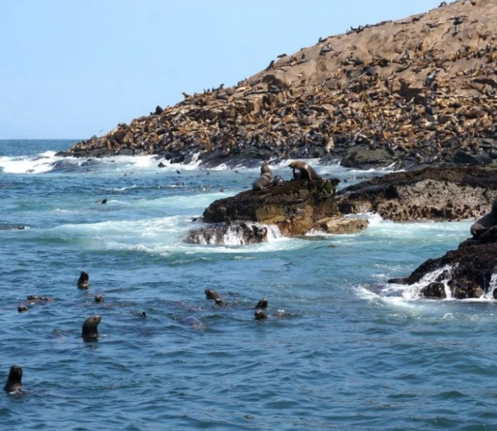 lima palomino islands